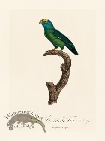 Barraband Parrot 070